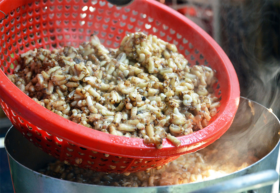 Gỏi nhộng ong rừng U Minh, đặc sản quý hiếm ở miệt rừng tràm 5