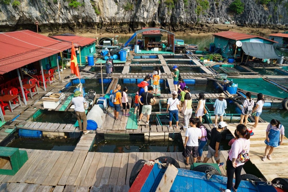 Gợi ý chi tiết Lịch trình 1 ngày ở vịnh Lan Hạ cực kỳ thú vị 2