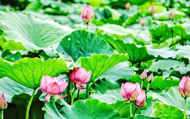 Hà Nội tháng 6 có nên đi? Kinh nghiệm thực tế cho bạn tham khảo 4