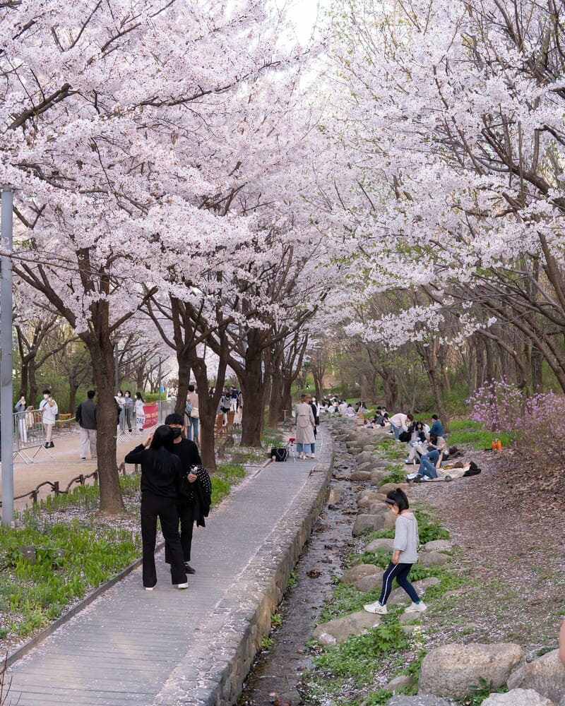 Chiêm ngưỡng Hanami, lễ hội hoa anh đào chỉ có tại Nhật Bản 3