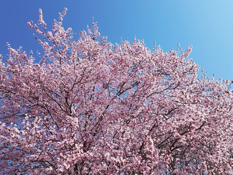 Chiêm ngưỡng Hanami, lễ hội hoa anh đào chỉ có tại Nhật Bản 4