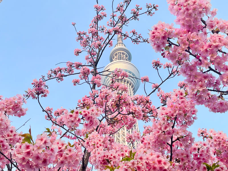 Chiêm ngưỡng Hanami, lễ hội hoa anh đào chỉ có tại Nhật Bản 5