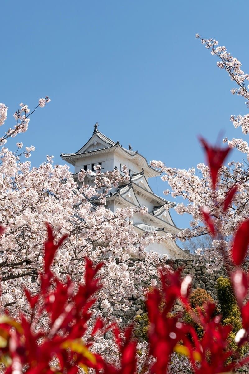 Chiêm ngưỡng Hanami, lễ hội hoa anh đào chỉ có tại Nhật Bản 6