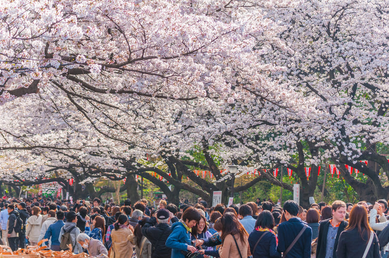 Chiêm ngưỡng Hanami, lễ hội hoa anh đào chỉ có tại Nhật Bản 7