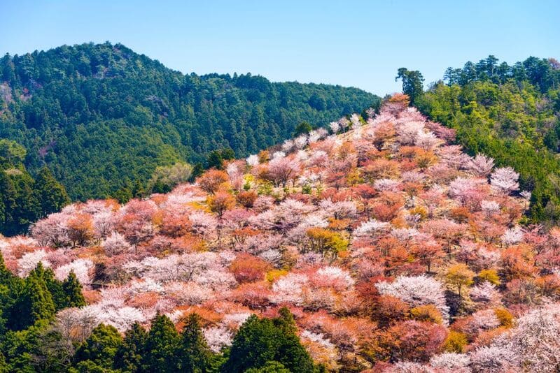 Chiêm ngưỡng Hanami, lễ hội hoa anh đào chỉ có tại Nhật Bản 8