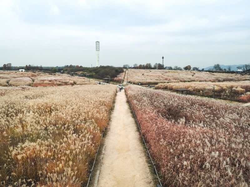 Khám phá Haneul Park: Viên ngọc xanh trên đỉnh Seoul 3