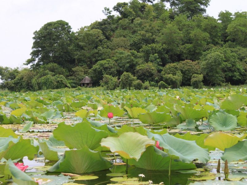 Ngắm sen tại Hồ Quan Sơn