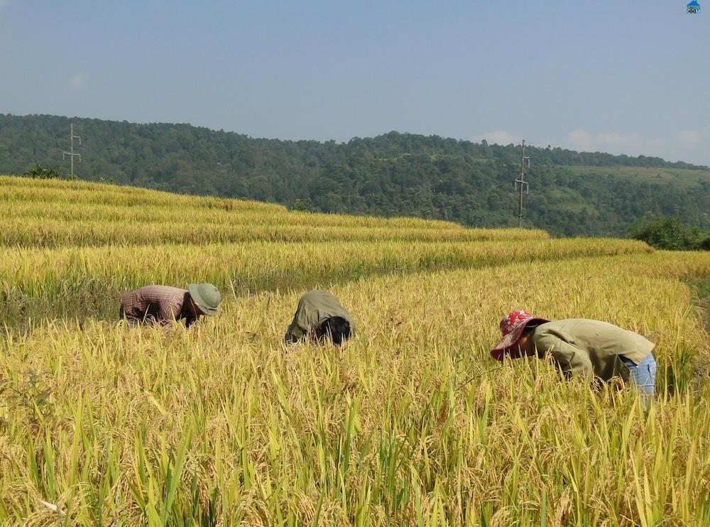 Hồ Thầu – Muôn thuở vẻ đẹp ruộng bậc thang tại Hoàng Su Phì 2