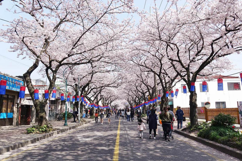Review mùa hoa anh đào Hàn Quốc lãng mạn như trên phim ảnh 4
