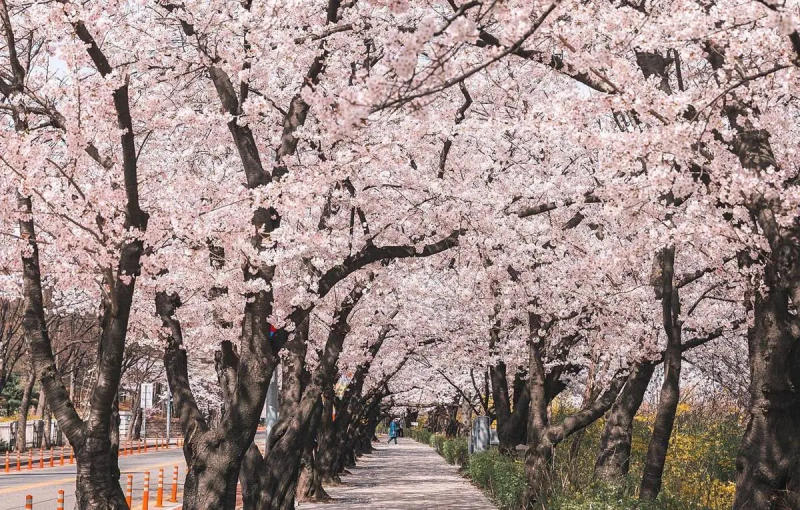 Review mùa hoa anh đào Hàn Quốc lãng mạn như trên phim ảnh 6