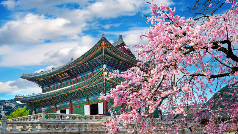 Review mùa hoa anh đào Hàn Quốc lãng mạn như trên phim ảnh 7