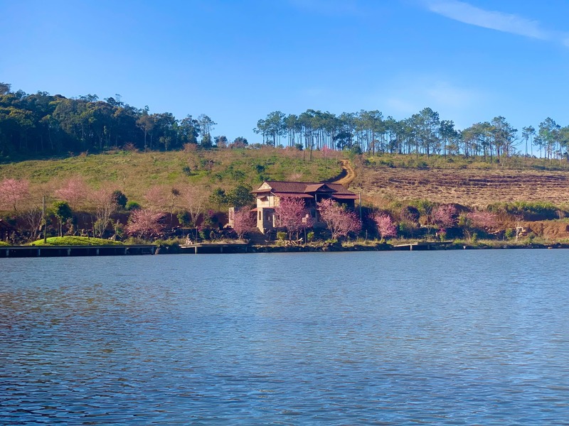 Có một mùa hoa anh đào Măng Đen nên thơ giữa đất trời Kon Tum 3