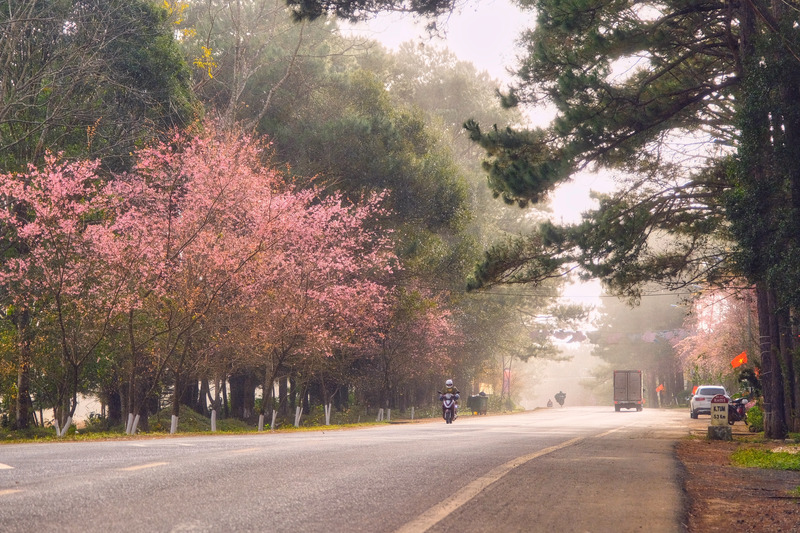 Có một mùa hoa anh đào Măng Đen nên thơ giữa đất trời Kon Tum 7