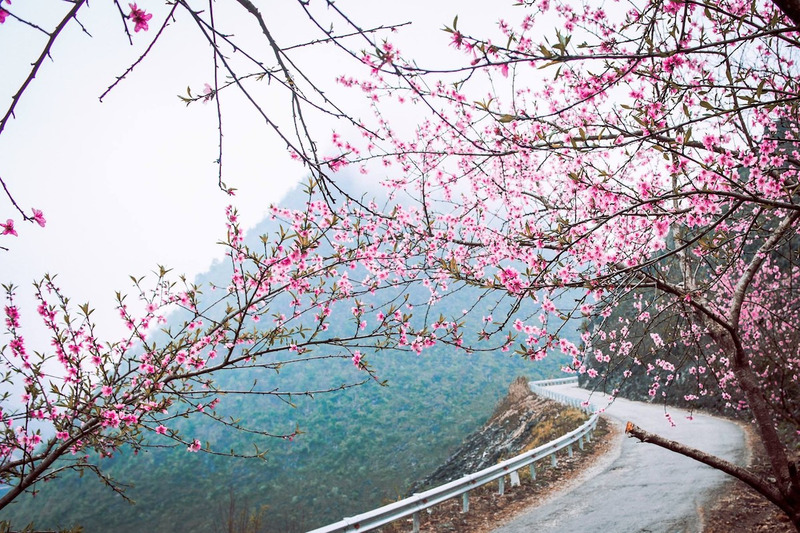 5 điểm ngắm hoa anh đào Việt Nam lãng mạn nhất 4