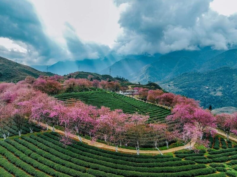 5 điểm ngắm hoa anh đào Việt Nam lãng mạn nhất 2