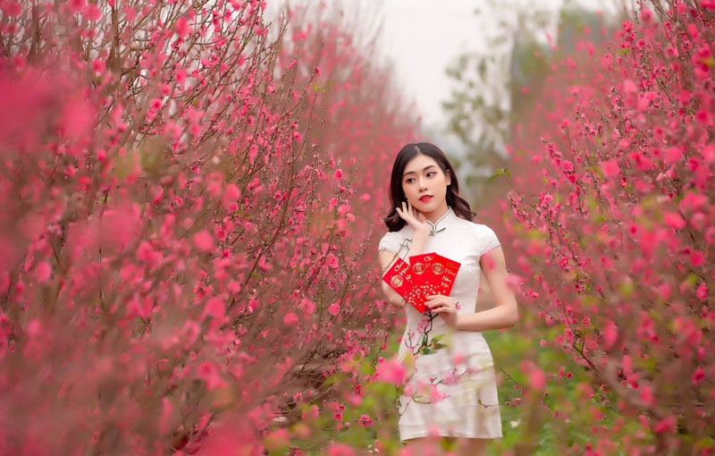 5 điểm ngắm hoa anh đào Việt Nam lãng mạn nhất 9