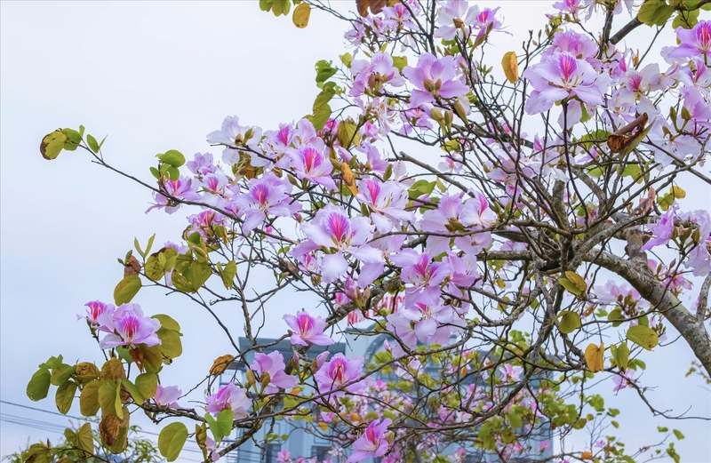 Mùa hoa ban Tây Bắc mang sắc trắng tinh khôi của đại ngàn 2