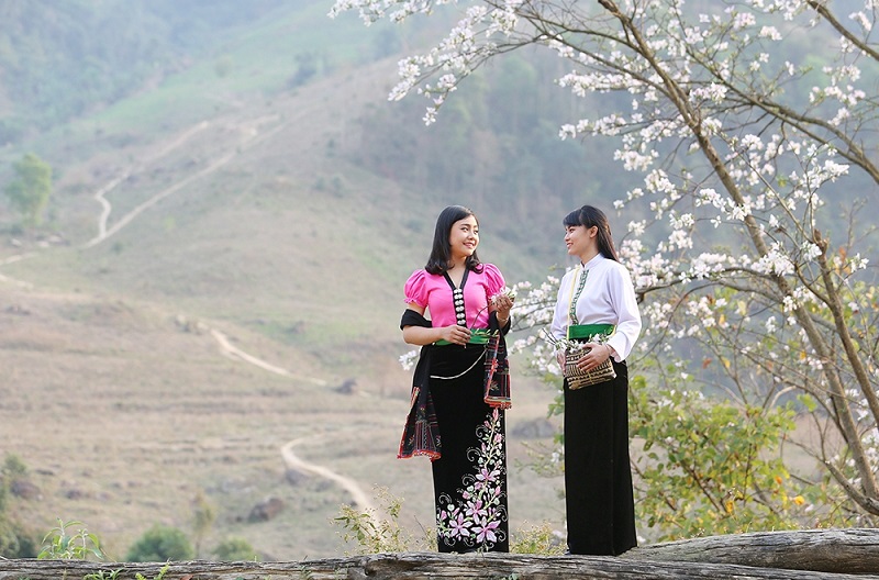 Mùa hoa ban Tây Bắc mang sắc trắng tinh khôi của đại ngàn 4