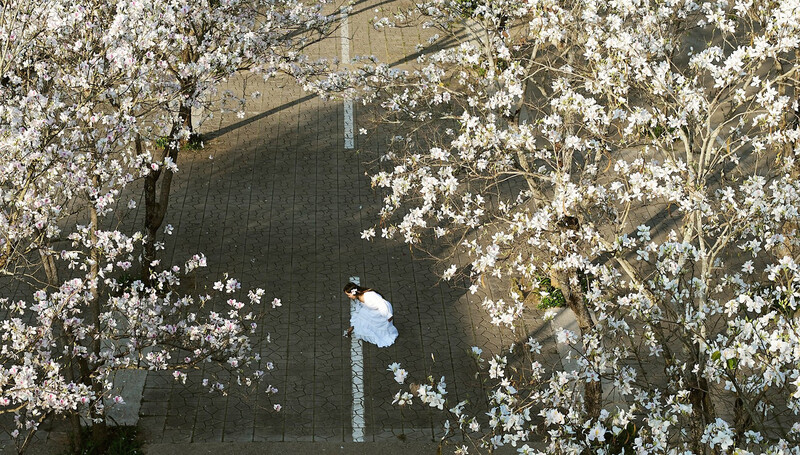 Mùa hoa ban Tây Bắc mang sắc trắng tinh khôi của đại ngàn 8