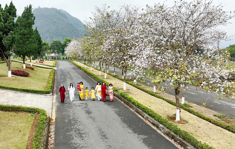 Mùa hoa ban Tây Bắc mang sắc trắng tinh khôi của đại ngàn 9