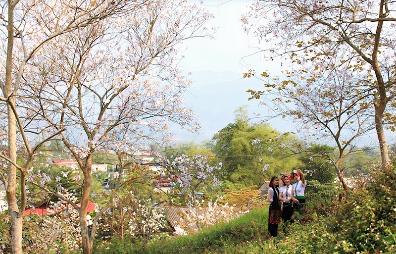 Mùa hoa ban Tây Bắc mang sắc trắng tinh khôi của đại ngàn 10