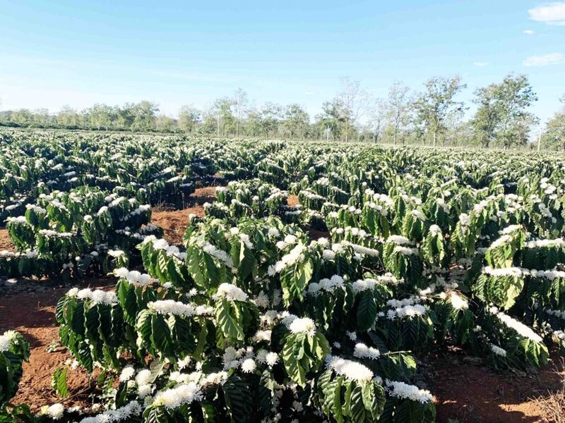 Trải nghiệm hoa cà phê phủ trắng muốt mảnh đất Tây Nguyên 3