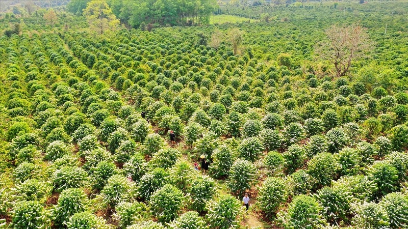 Trải nghiệm hoa cà phê phủ trắng muốt mảnh đất Tây Nguyên 5