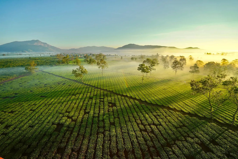 Trải nghiệm hoa cà phê phủ trắng muốt mảnh đất Tây Nguyên 7