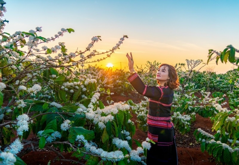 Trải nghiệm hoa cà phê phủ trắng muốt mảnh đất Tây Nguyên 9