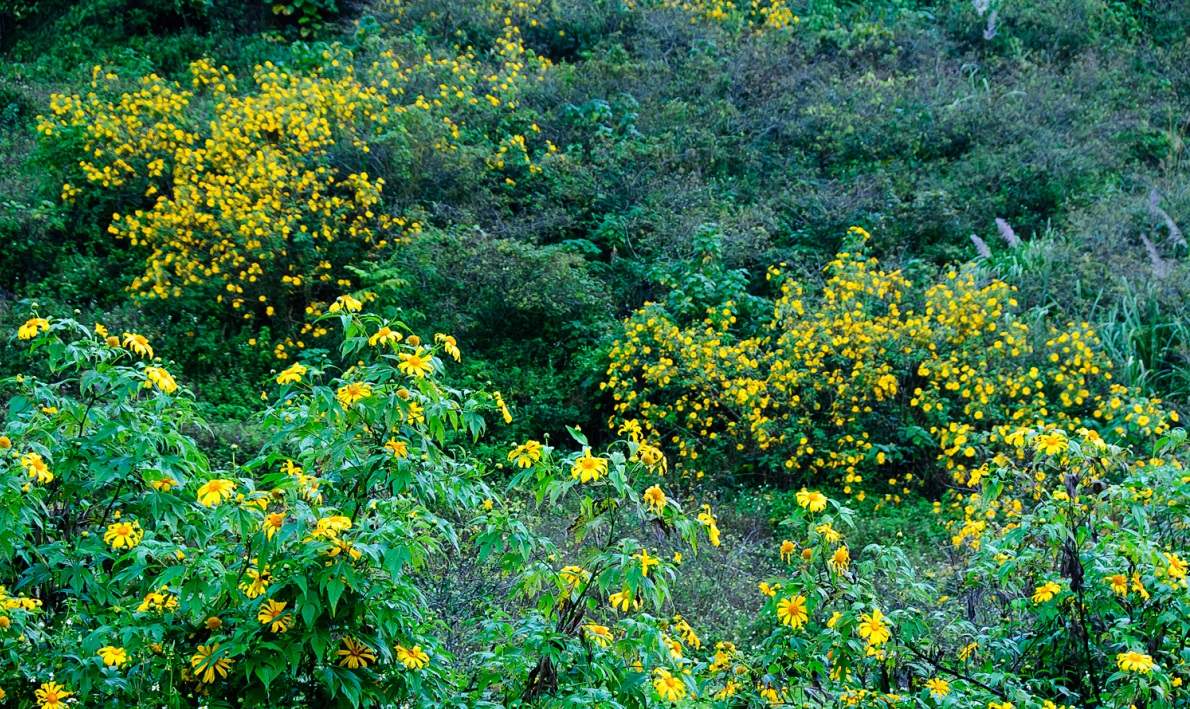 Hoa dã quỳ Mộc Châu - Vẻ đẹp hoang dại của núi rừng Tây Bắc 3