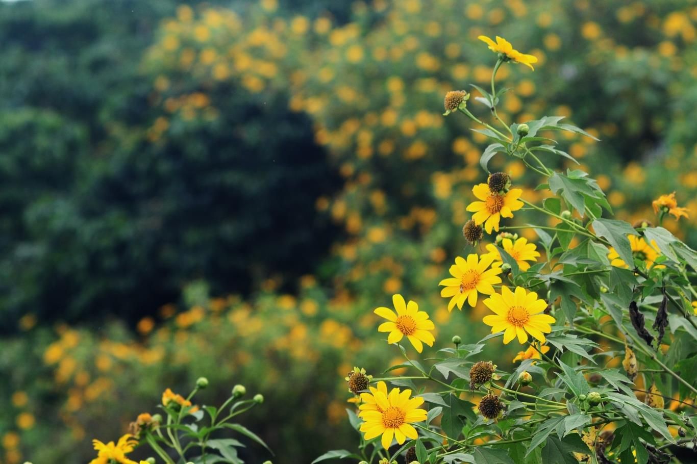 Hoa dã quỳ Mộc Châu - Vẻ đẹp hoang dại của núi rừng Tây Bắc 5