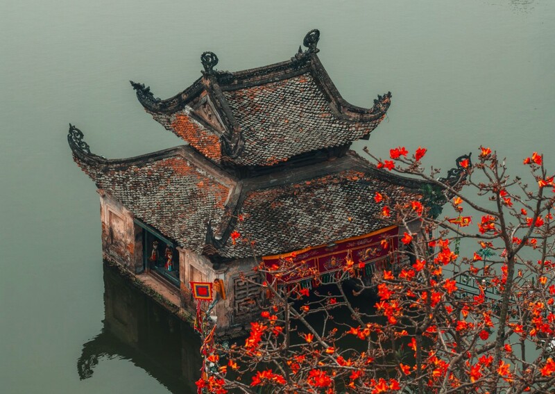 Hoa gạo mang ký ức làng quê nở rực giữa lòng phố 4