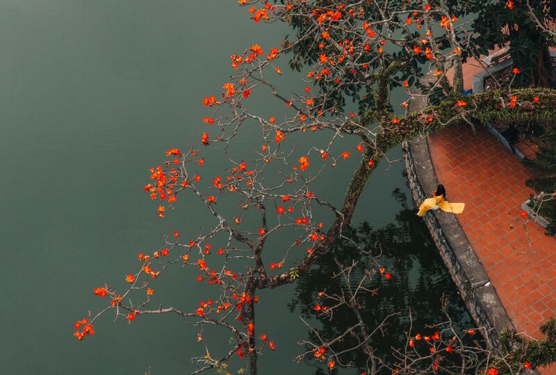 Hoa gạo mang ký ức làng quê nở rực giữa lòng phố 5