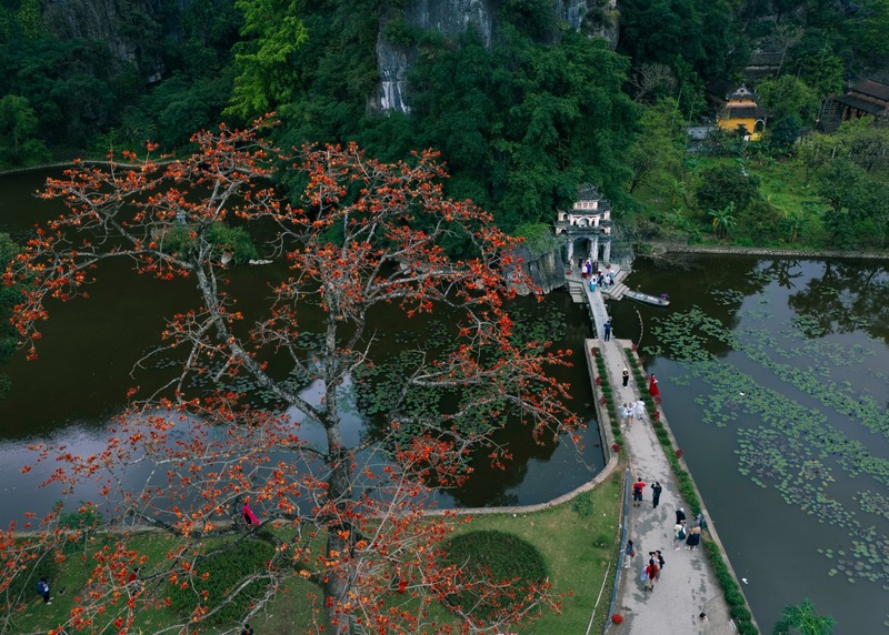 Hoa gạo mang ký ức làng quê nở rực giữa lòng phố 6