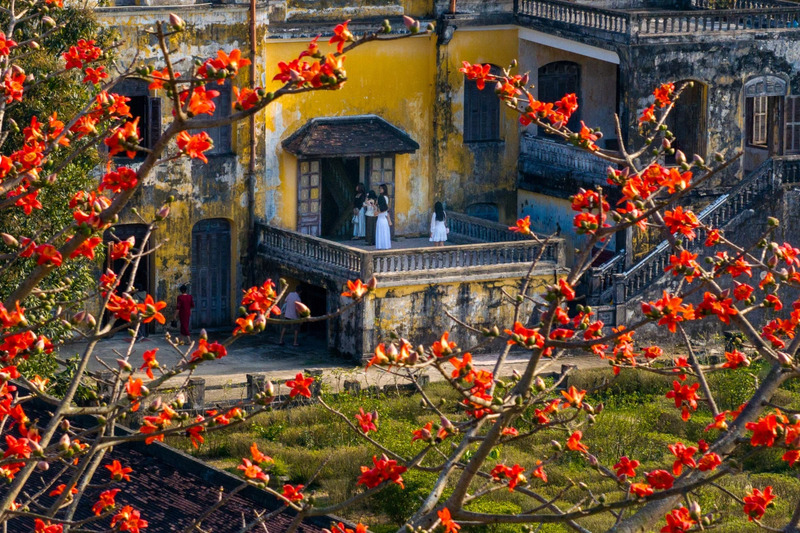 Hoa gạo mang ký ức làng quê nở rực giữa lòng phố 7