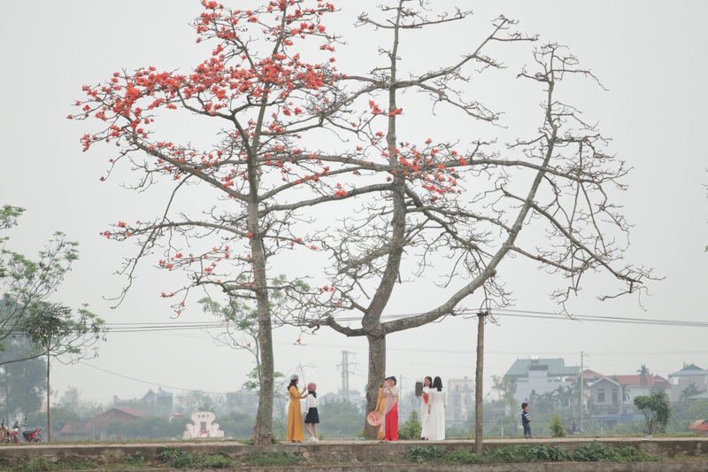 Hoa gạo mang ký ức làng quê nở rực giữa lòng phố 10