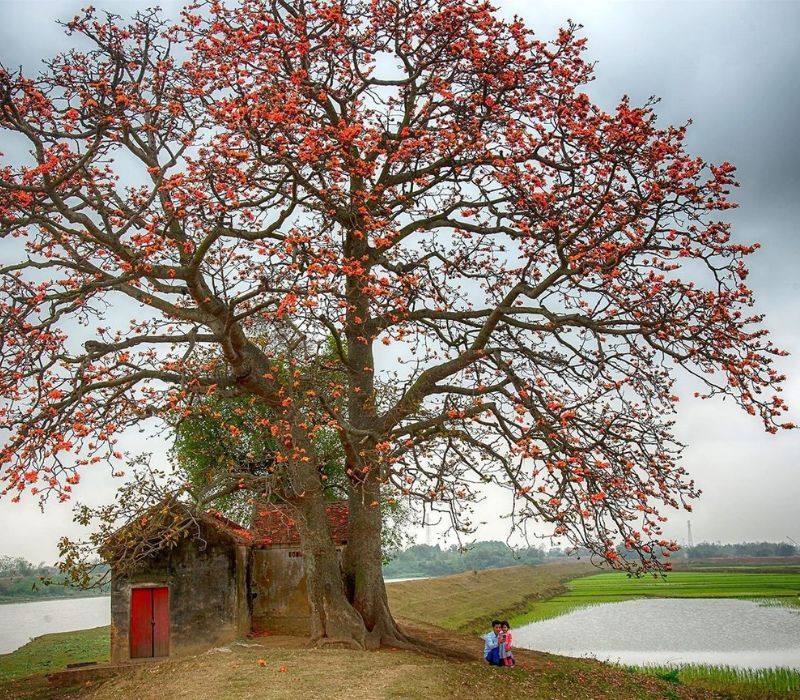 Hoa gạo mang ký ức làng quê nở rực giữa lòng phố