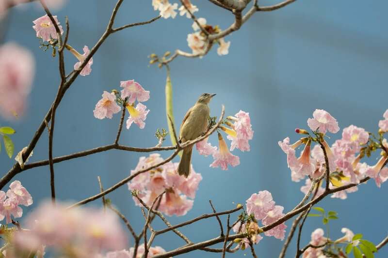 Hoa kèn hồng phủ sáng đường phố Sài Gòn những ngày tháng Ba 2