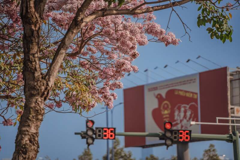 Hoa kèn hồng phủ sáng đường phố Sài Gòn những ngày tháng Ba 11