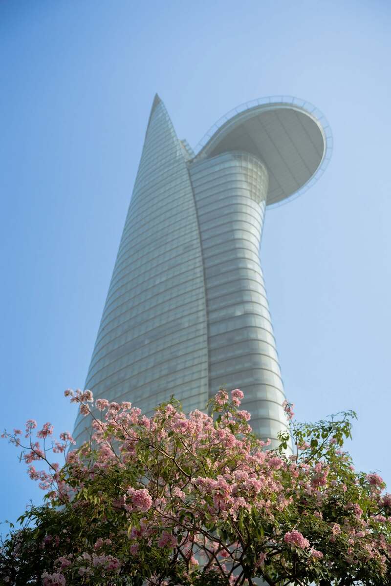 Hoa kèn hồng phủ sáng đường phố Sài Gòn những ngày tháng Ba 12