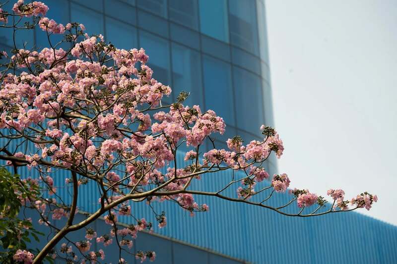 Hoa kèn hồng phủ sáng đường phố Sài Gòn những ngày tháng Ba 3