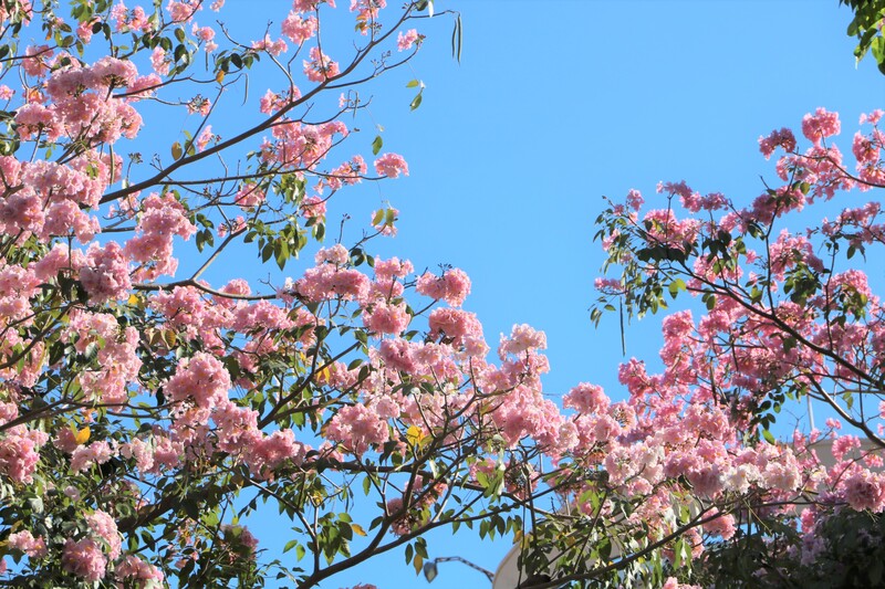 Hoa kèn hồng phủ sáng đường phố Sài Gòn những ngày tháng Ba 4