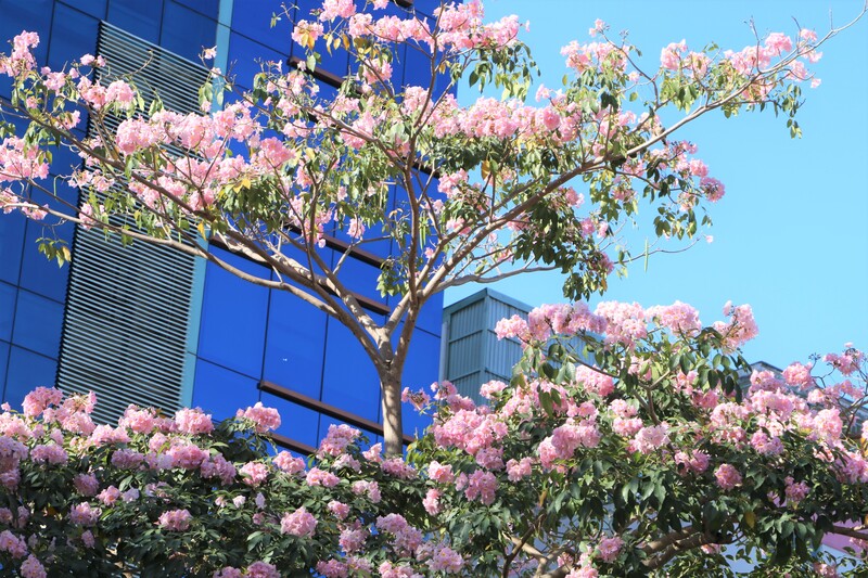 Hoa kèn hồng phủ sáng đường phố Sài Gòn những ngày tháng Ba 5