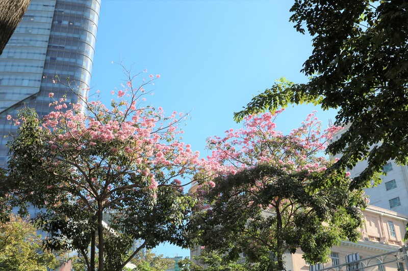 Hoa kèn hồng phủ sáng đường phố Sài Gòn những ngày tháng Ba 6