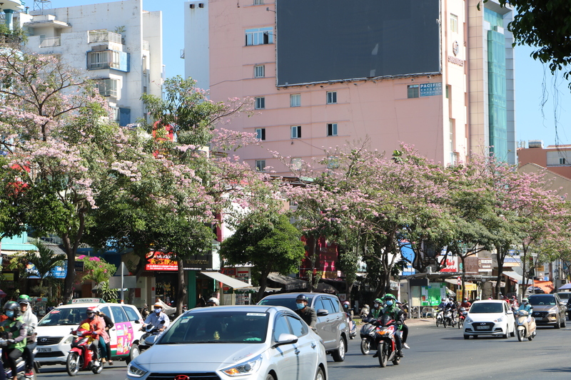 Hoa kèn hồng phủ sáng đường phố Sài Gòn những ngày tháng Ba 7