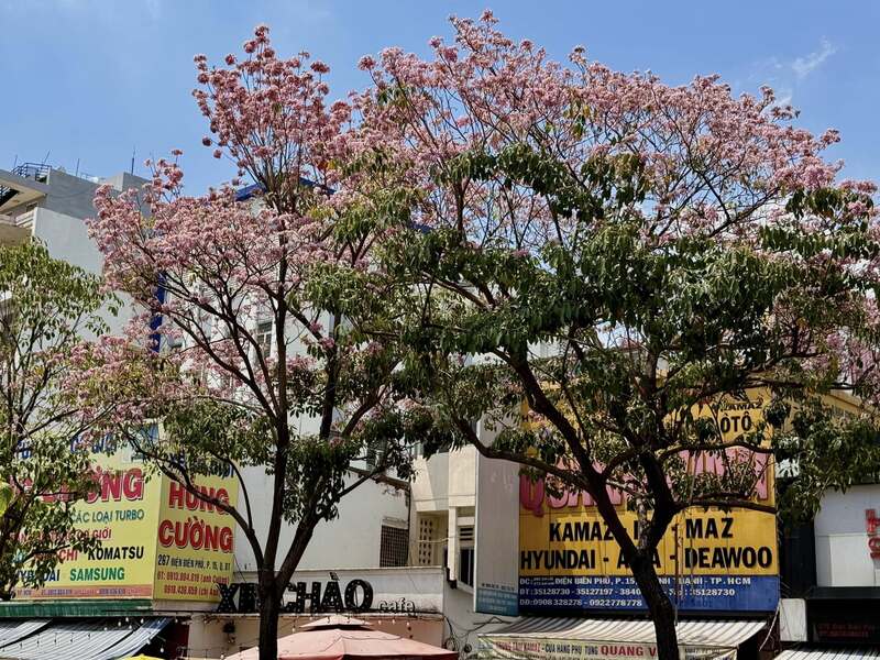Hoa kèn hồng phủ sáng đường phố Sài Gòn những ngày tháng Ba 8