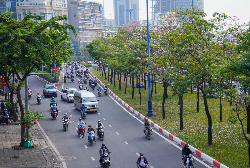 Hoa kèn hồng phủ sáng đường phố Sài Gòn những ngày tháng Ba 9