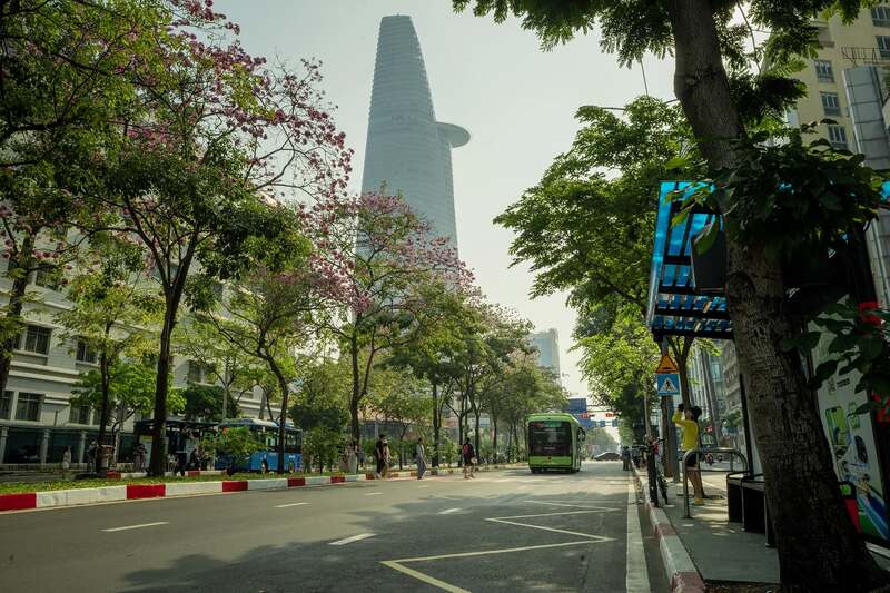 Hoa kèn hồng phủ sáng đường phố Sài Gòn những ngày tháng Ba 10