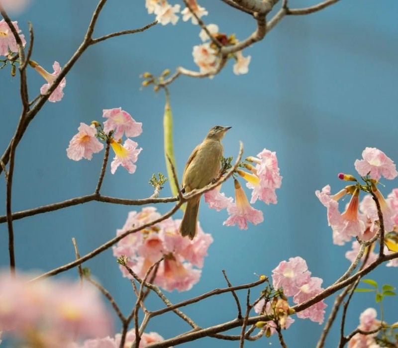 Hoa kèn hồng phủ sáng đường phố Sài Gòn những ngày tháng Ba