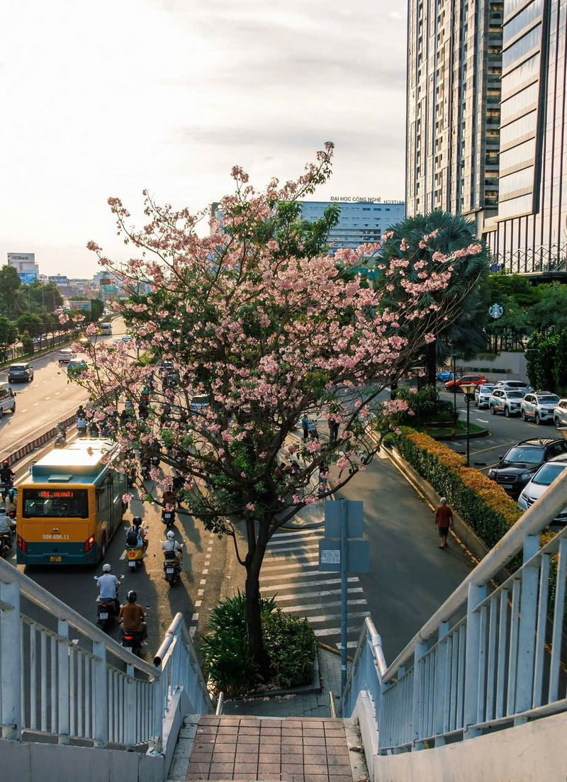 Hoa kèn hồng phủ sáng đường phố Sài Gòn những ngày tháng Năm 8